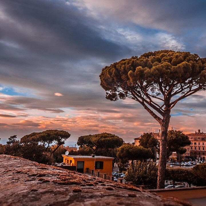 frascati, rome, sunset, tree, nature, italy