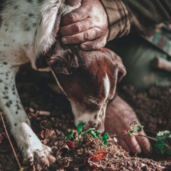 person holding white and brown short coated dog